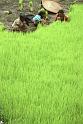 WT 146-35 Nepal Rice Planters